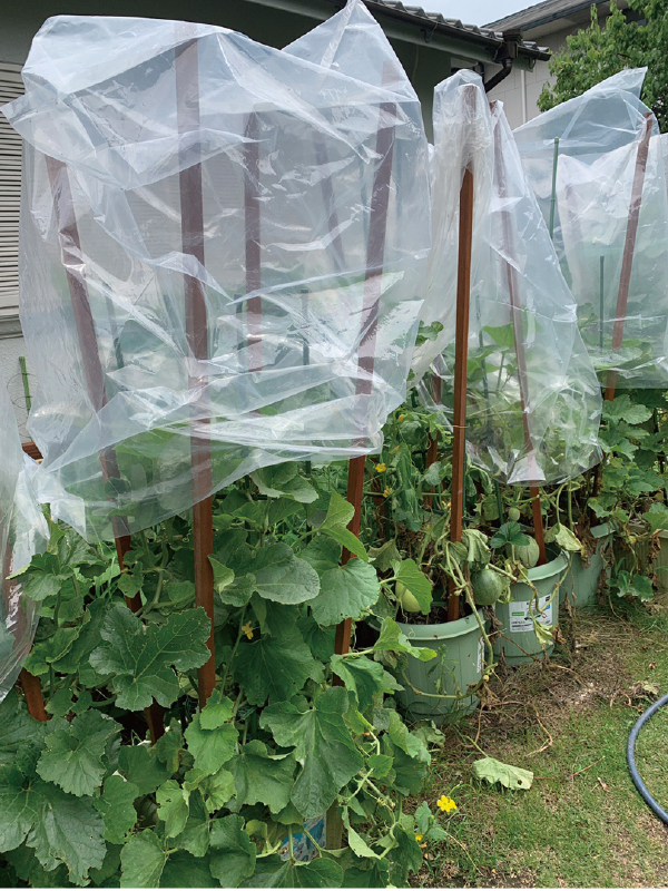 オンリーワンガーデン&リビングG15 ガーデン新商品紹介