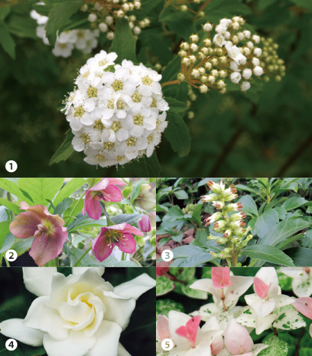 春から始める庭づくり  〜さみしいお庭を『下草』で賑やかに！〜