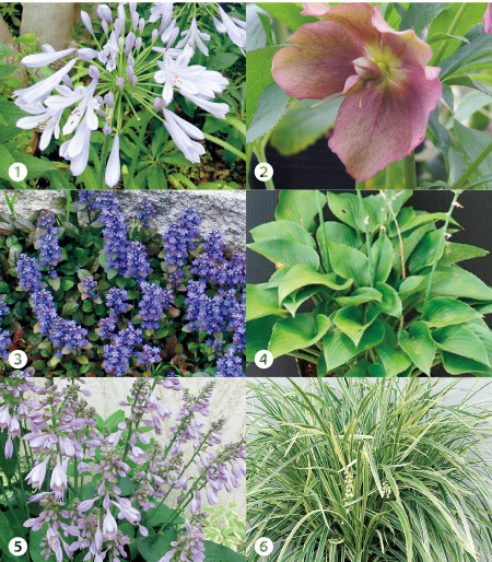 春から始める庭づくり  〜さみしいお庭を『下草』で賑やかに！〜