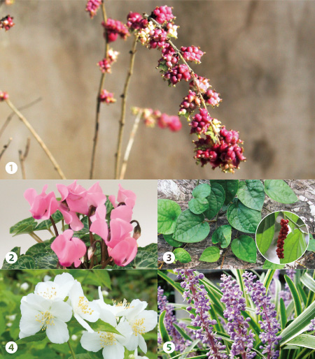 春から始める庭づくり  〜さみしいお庭を『下草』で賑やかに！〜