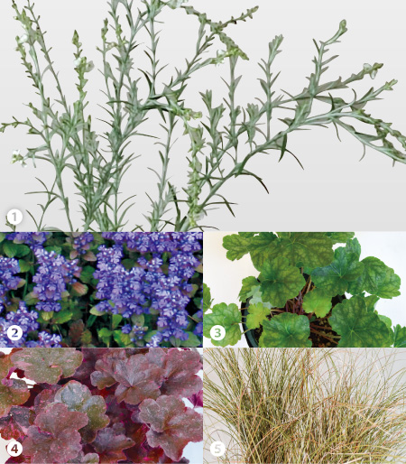 春から始める庭づくり  〜さみしいお庭を『下草』で賑やかに！〜