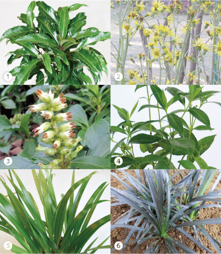 春から始める庭づくり  〜さみしいお庭を『下草』で賑やかに！〜