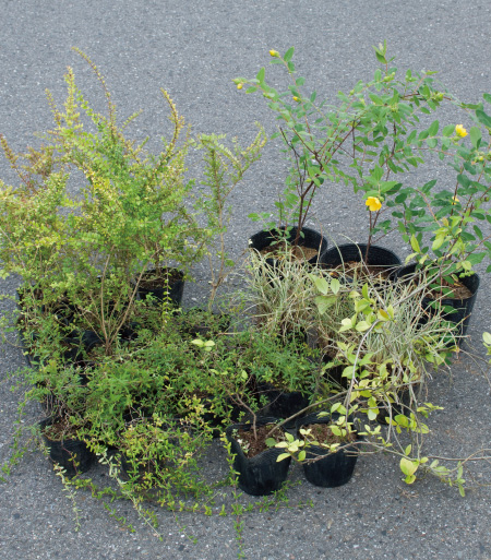 春から始める庭づくり  〜さみしいお庭を『下草』で賑やかに！〜