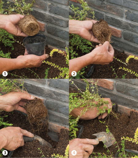 春から始める庭づくり  〜さみしいお庭を『下草』で賑やかに！〜