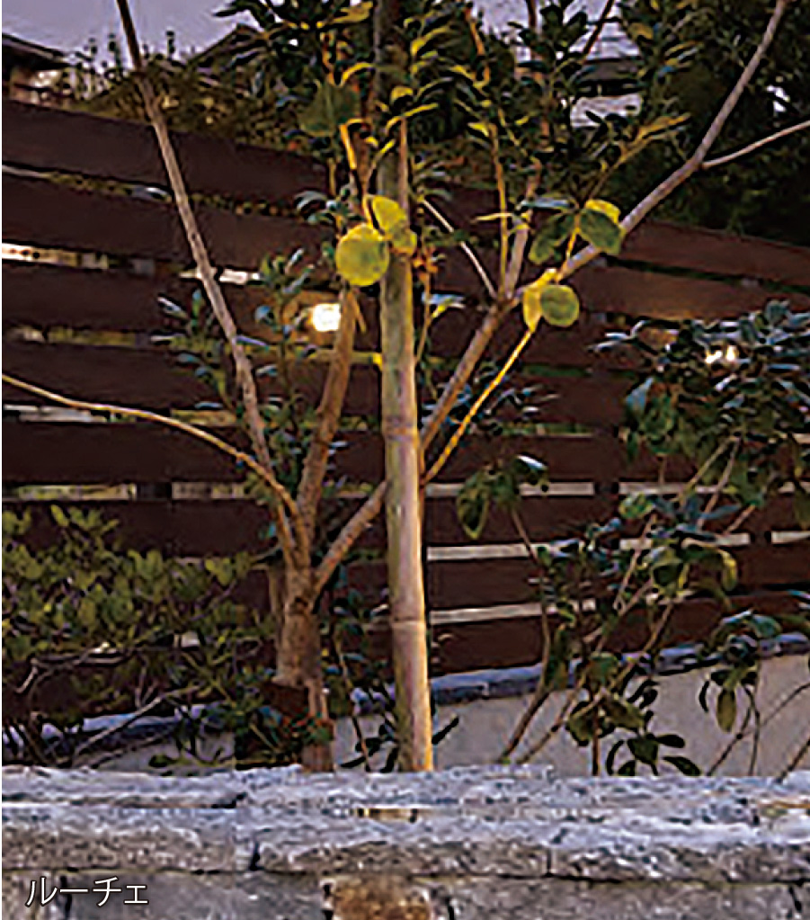 光で魅せるナイトガーデン。植栽を美しく照らすガーデンライト