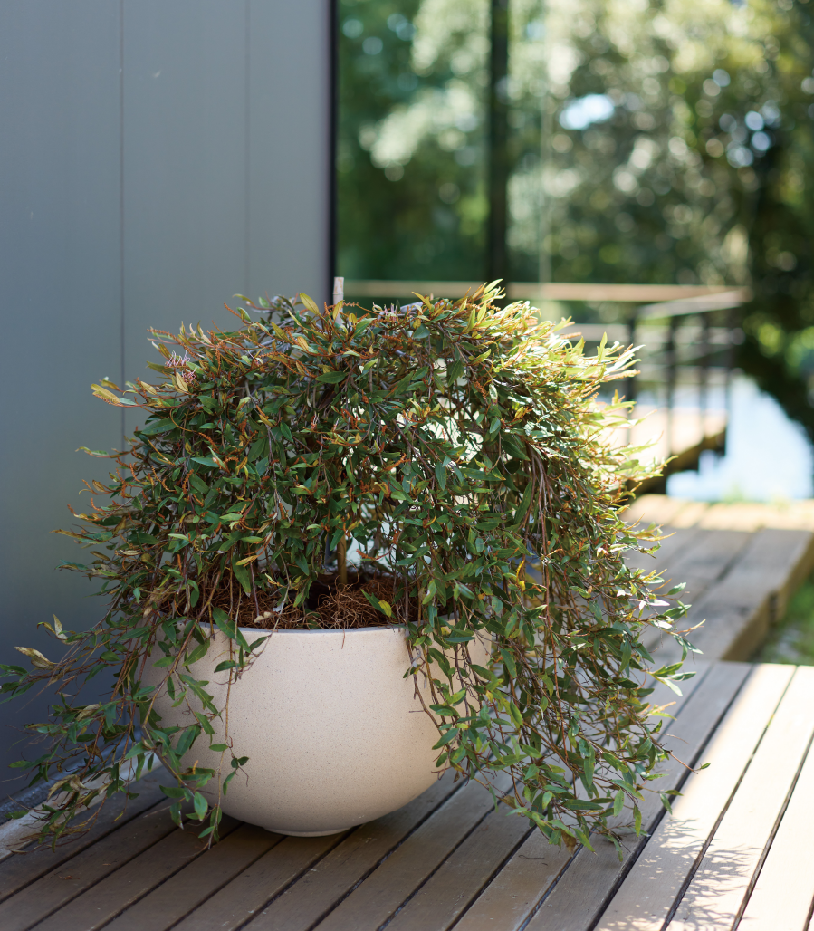 オンリーワンガーデン G19発刊のご案内