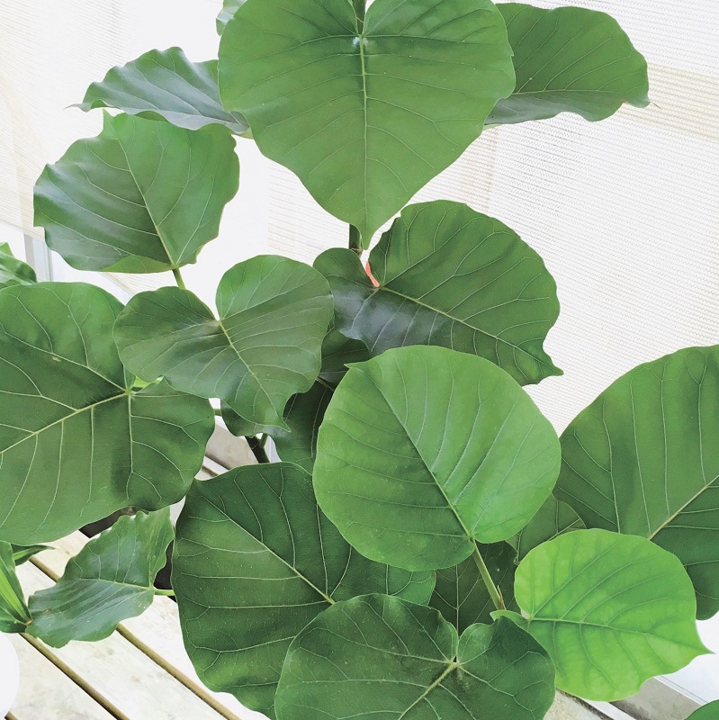 フィカス ウンベラータ フィカス ウンベラータ 8号 陶器鉢付き インドア グリーン エクステリア商品の総合メーカー オンリーワンクラブ