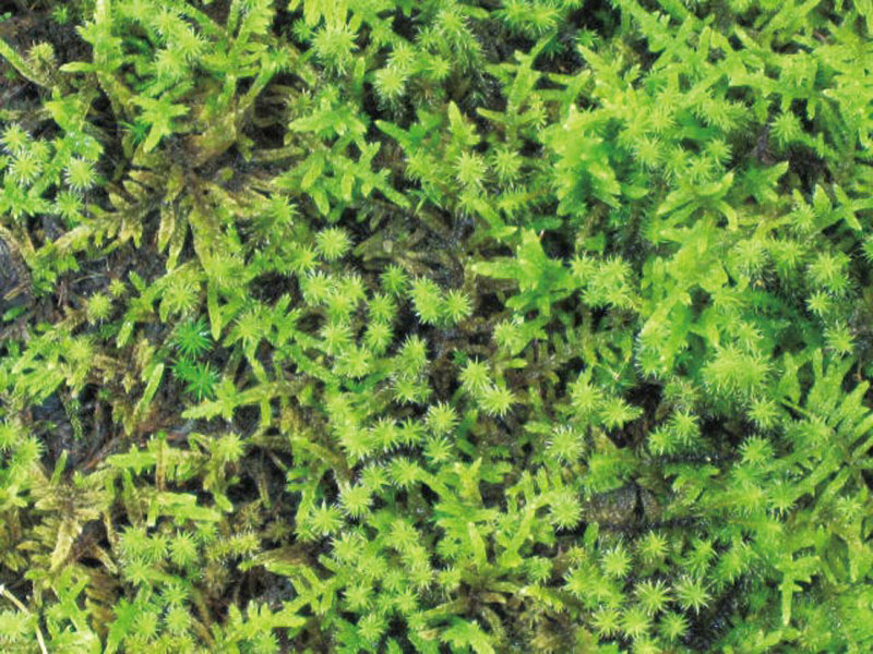 緑化用混合 砂苔 ハイ苔 グランドカバー エクステリア商品の総合メーカー オンリーワンクラブ