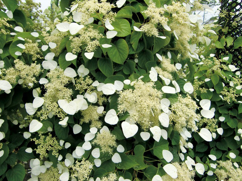 イワガラミ ムーンライト 長尺つる性植物 エクステリア商品の総合メーカー オンリーワンクラブ イワガラミ ムーンライト 長尺つる性植物 エクステリア商品の総合メーカー オンリーワンクラブ