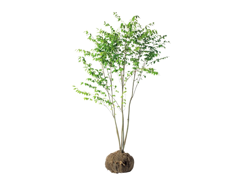ツリバナ 美しい樹 花 葉 エクステリア商品の総合メーカー オンリーワンクラブ