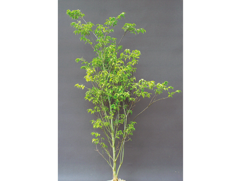 ハイノキ 美しい樹 花 葉 エクステリア商品の総合メーカー オンリーワンクラブ