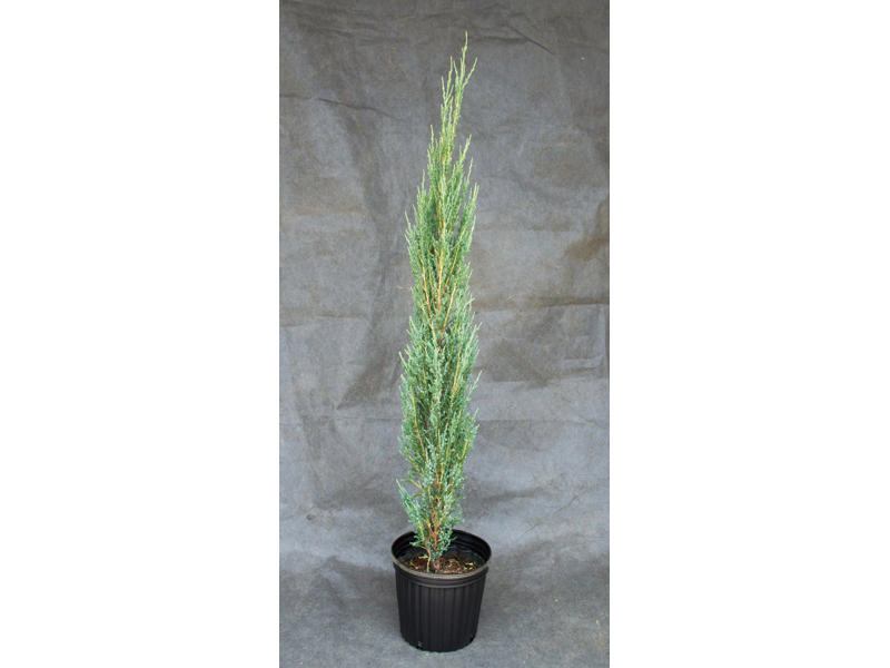 コニファー セイヨウビャクシン ブルーアロー 個性派植物 エクステリア商品の総合メーカー オンリーワンクラブ