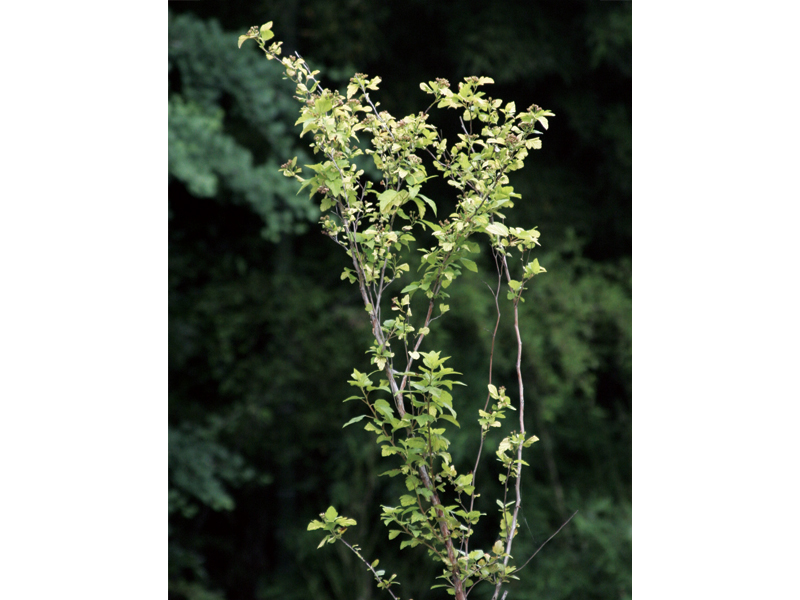 テマリシモツケ オウゴン 美しい樹 花 葉 エクステリア商品の総合メーカー オンリーワンクラブ