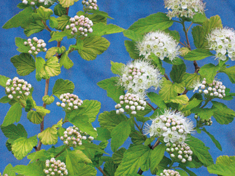 テマリシモツケ オウゴン 美しい樹 花 葉 エクステリア商品の総合メーカー オンリーワンクラブ