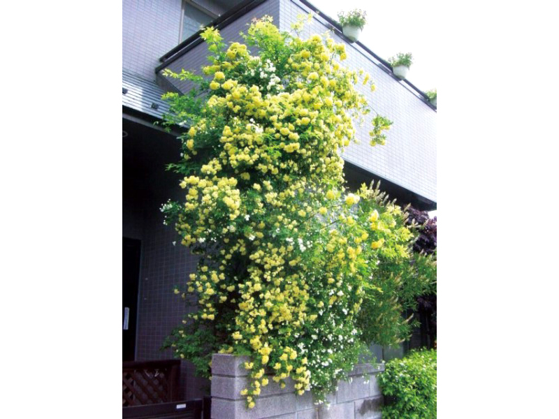 モッコウバラ 黄 長尺つる性植物 エクステリア商品の総合メーカー オンリーワンクラブ
