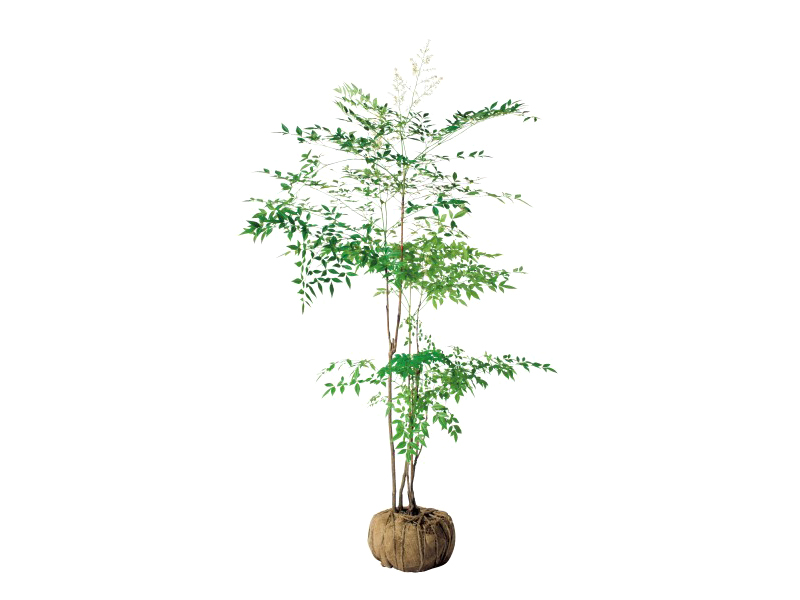 ナンテン 白実 美しい樹 花 葉 エクステリア商品の総合メーカー オンリーワンクラブ