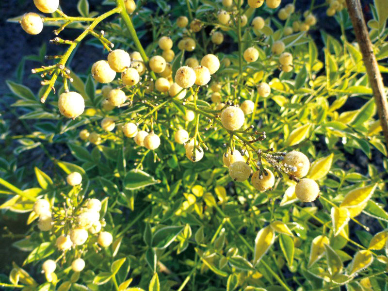 ナンテン 白実 美しい樹 花 葉 エクステリア商品の総合メーカー オンリーワンクラブ