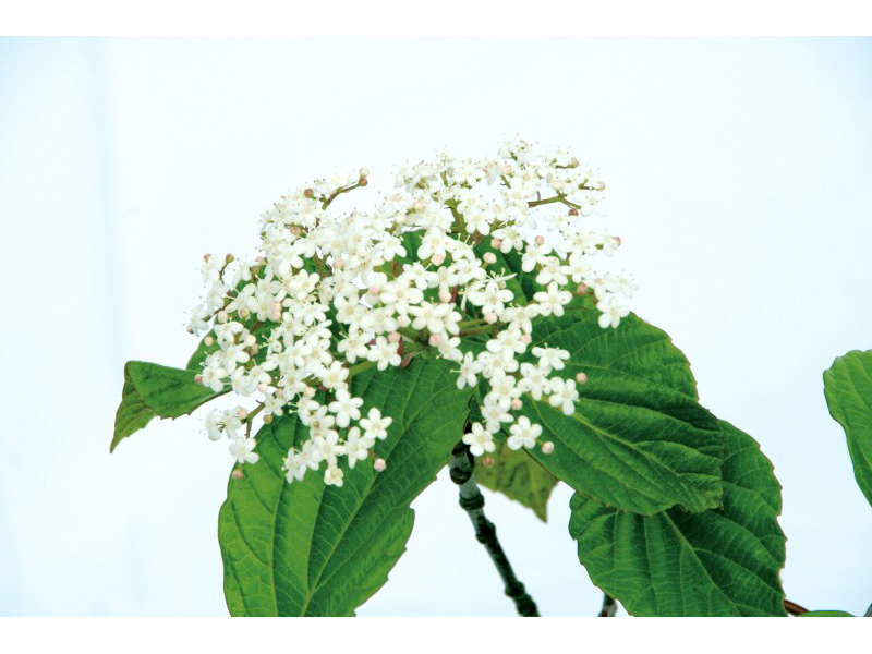 ハクサンボク 美しい樹 花 葉 エクステリア商品の総合メーカー オンリーワンクラブ