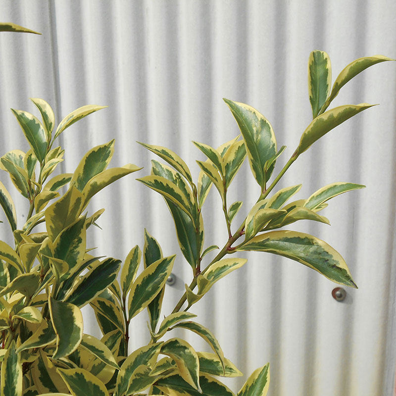 ホップブッシュ プルプレア 美しい樹 花 葉 エクステリア商品の総合メーカー オンリーワンクラブ