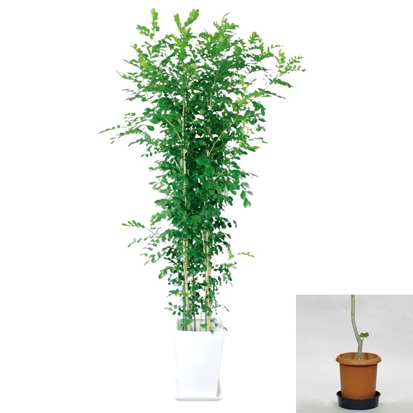 ゲッキツ 7号 プラ鉢 インドア グリーン エクステリア商品の総合メーカー オンリーワンクラブ